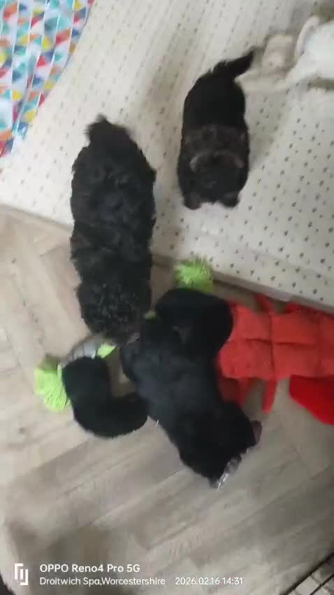 Shihpoo dogs for sale: F1b Fully Health Tested Shihpoo - Video 1