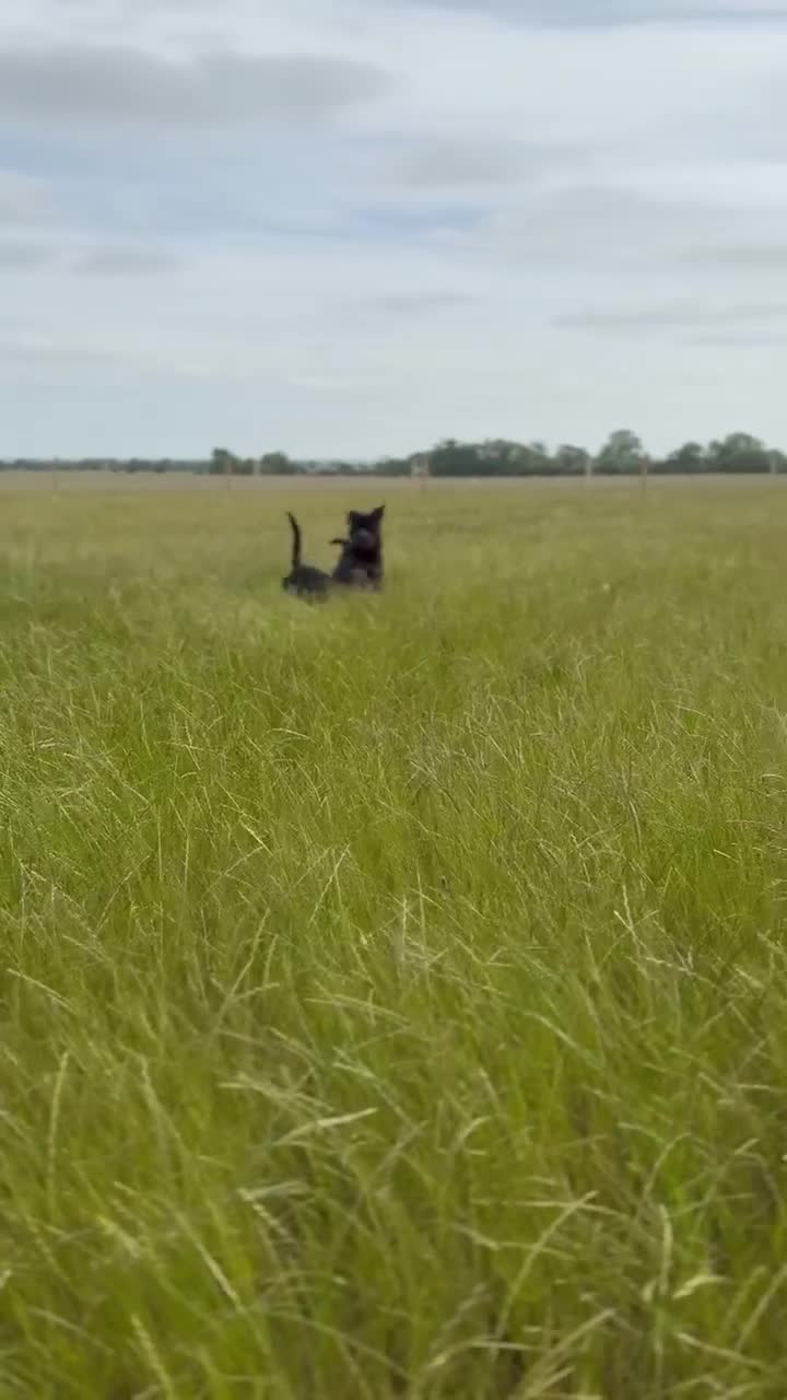 Rottweiler dogs for stud: 🏆⭐️Proven Stud – Excellent Temperament⭐️🏆 - Video 4