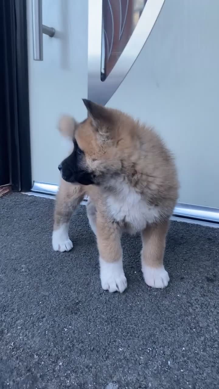Akita dogs for sale: Akita Pups - Video 2