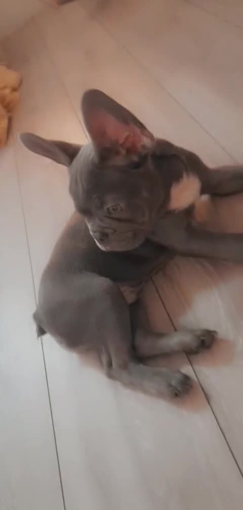 French Bulldog dogs for stud: blue frenchie  in Nottingham - Video 3