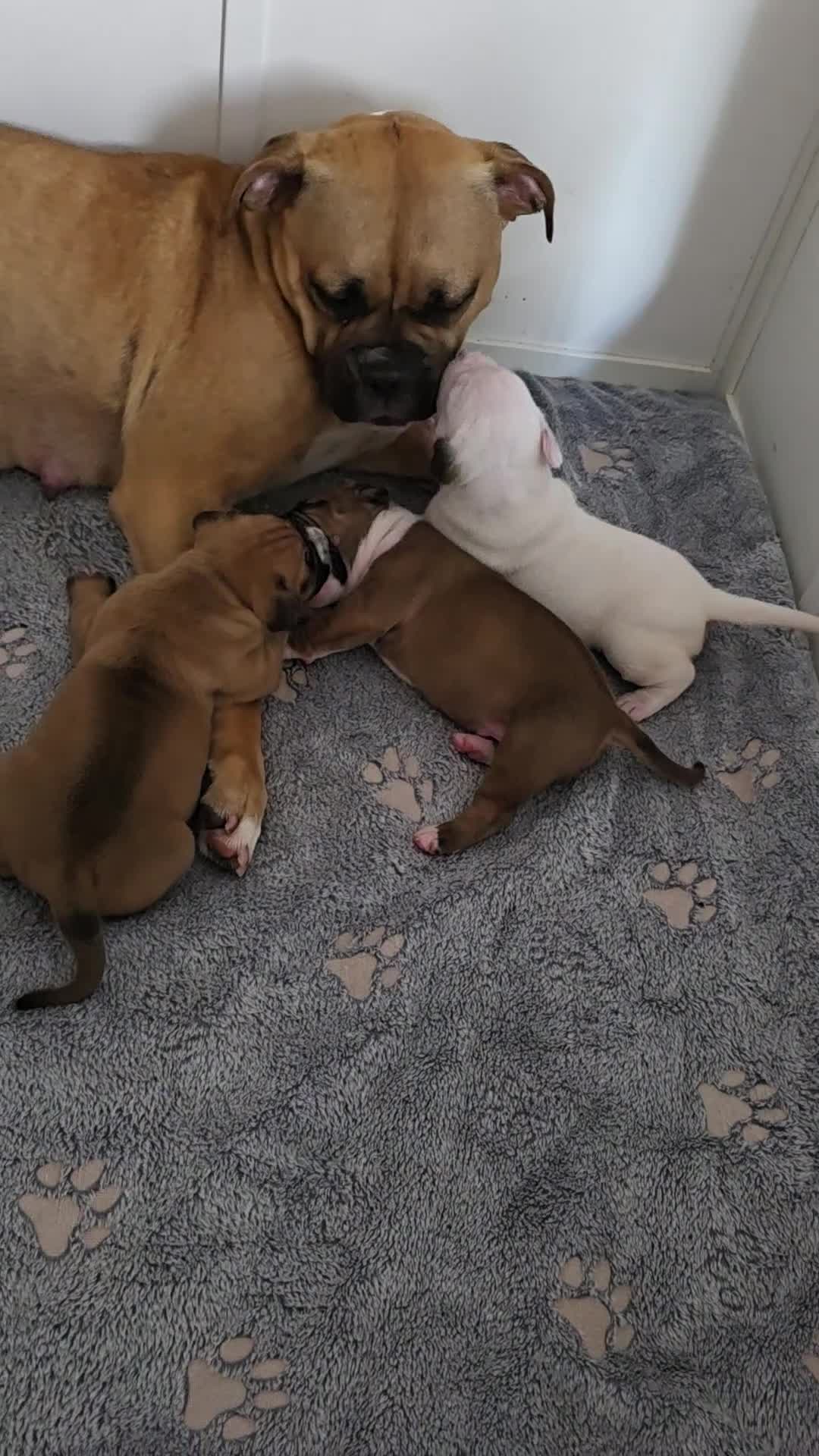 American Bulldog dogs for sale: American bull.dog puppies  in Wigan - Video 1
