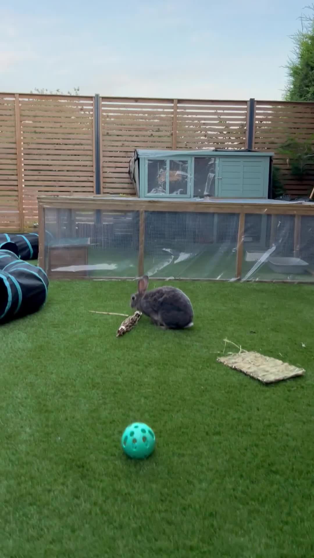 Rex rabbits for sale: 2 y/o Lavender - Video 1