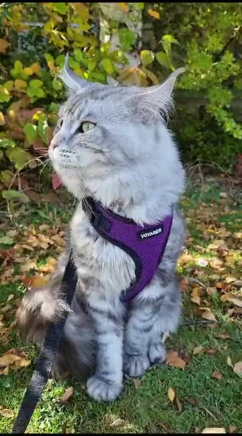 Maine Coon cats for stud: 2 XL Proven Studs 1 of them is a Tica Champion   in Royston - Video 4