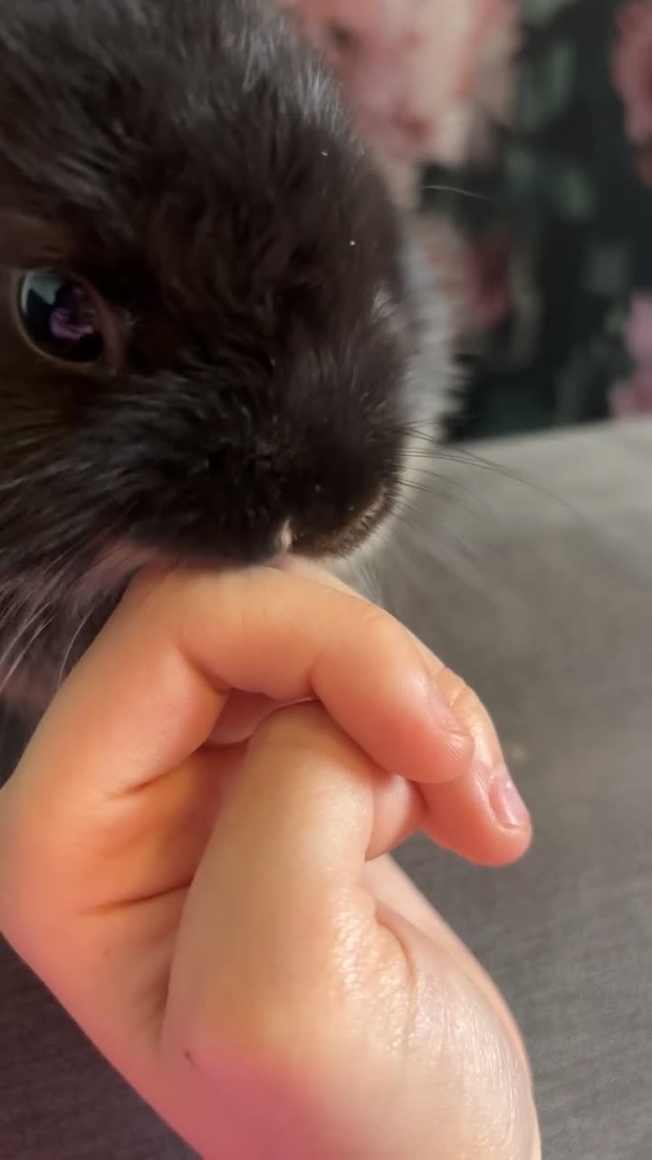 Netherland Dwarf rabbits for sale: Moo Netherland Dwarf Rabbit  - Video 1