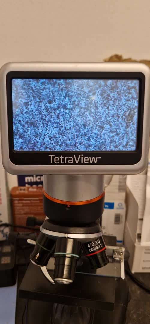 Great Dane dogs for stud: fully health tested proven outstanding solid blue in Thetford - Video 2