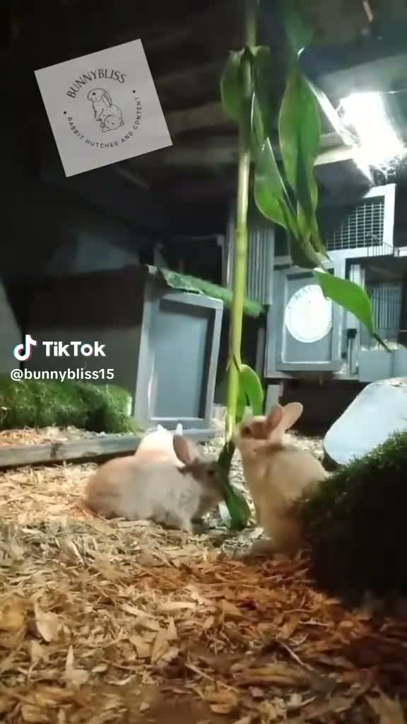 Rex rabbits for sale: Mini rex female READY NOW - Video 1