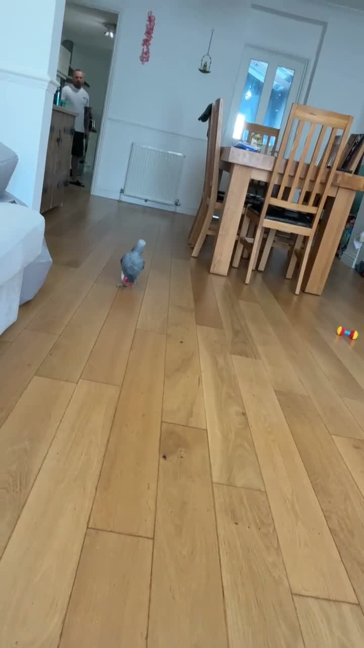Parrots birds for sale: African Grey aka “Ollie”  in Dover - Video 3