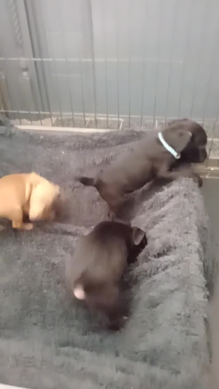 Patterdale Terrier dogs for sale: Patterdale pups for sale ready now - Video 3
