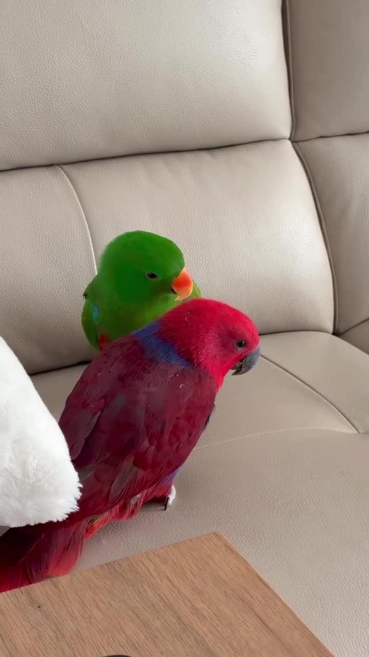 Parrots birds for sale: Parrots Available – Friendly & Well Socialized in Swansea - Video 1