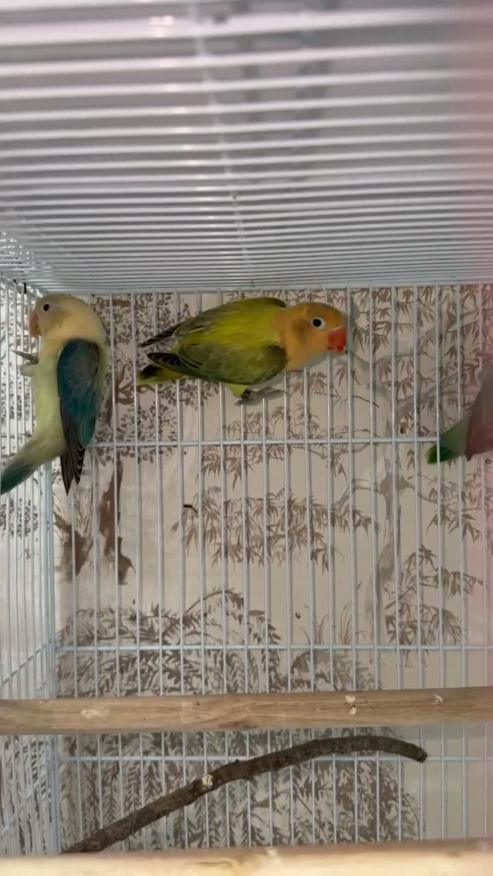 Lovebirds birds for sale: Lovebirds pairs and aquas for rehoming  - Video 2