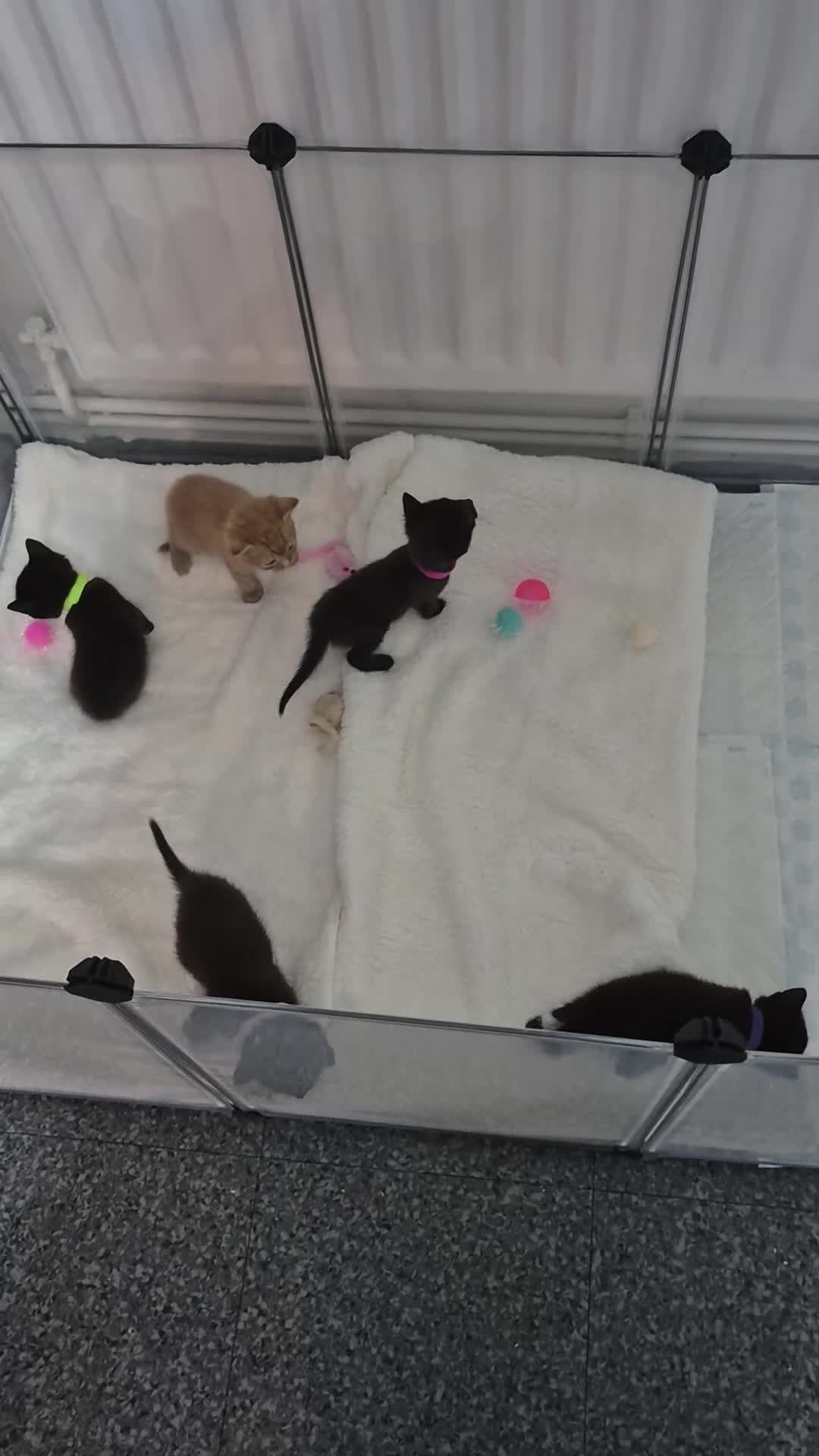Mixed Breed cats for sale: Sushi's litter  - Video 1