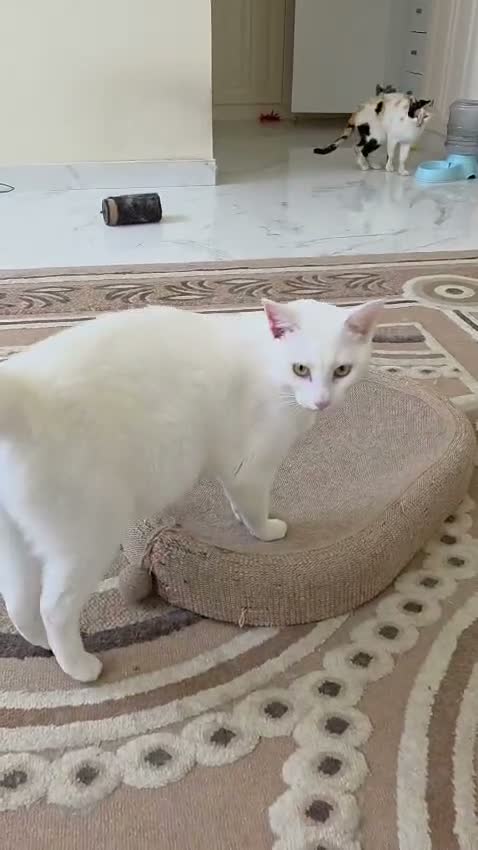 Mixed Breed cats for sale: Buddy  - Video 1