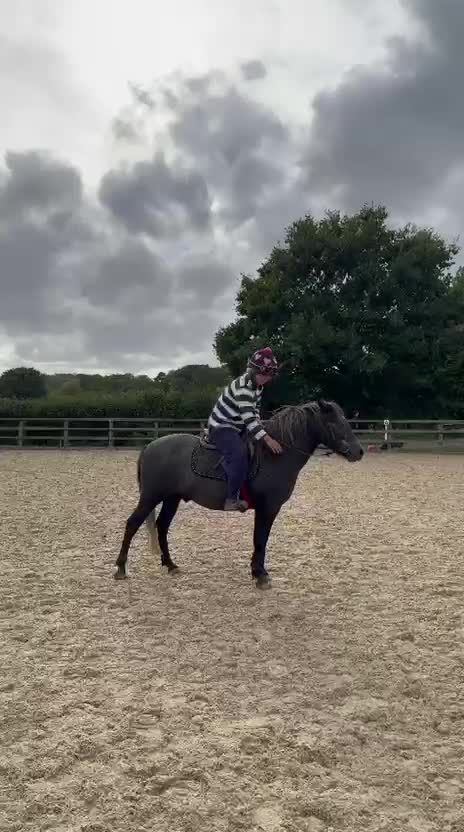 Dartmoor horses for sale: Flint aka Leightor Crumpet  - Video 3