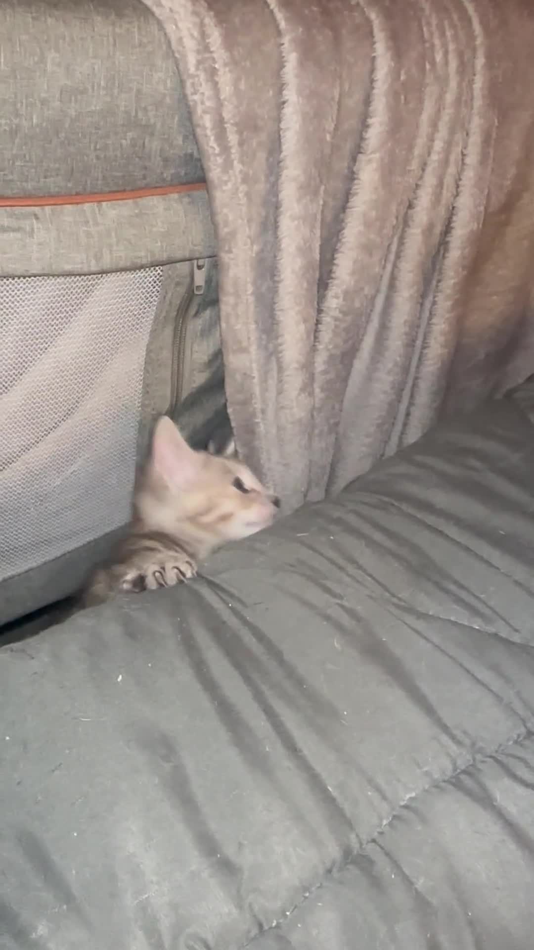 Savannah cats for sale: F4 Savannah kittens  - Video 1