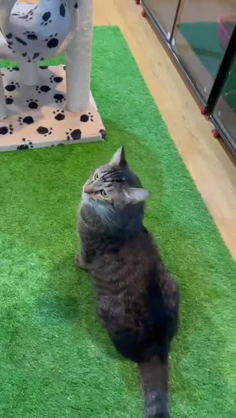 Mixed Breed cats for adoption: MISTER IS MY NAME I am SUPER HANDSOME & CUDDLY  - Video 2