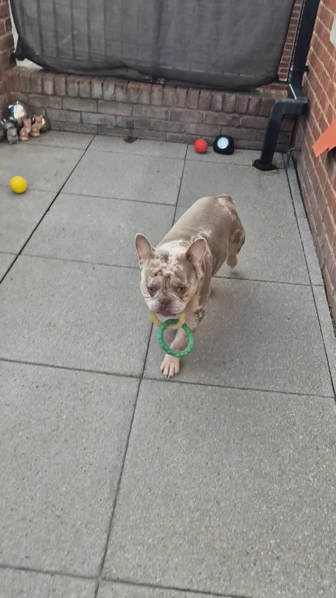 French Bulldog dogs for sale: Rehoming Isabella merle french bulldog  in Sidcup - Video 1