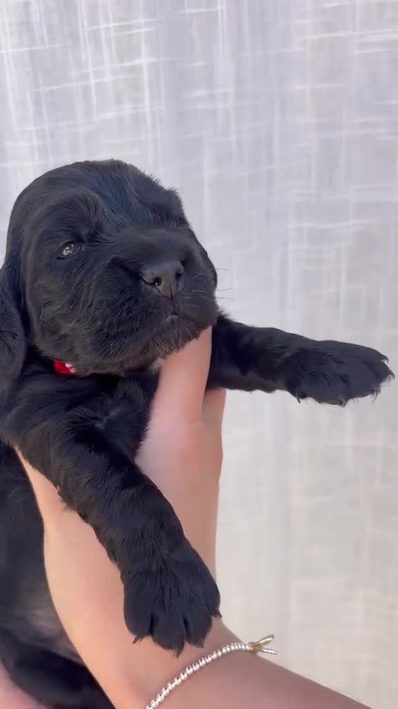 Cocker Spaniel dogs for sale: Show Type Cocker Spaniel Pups 🐶😍 - Video 3