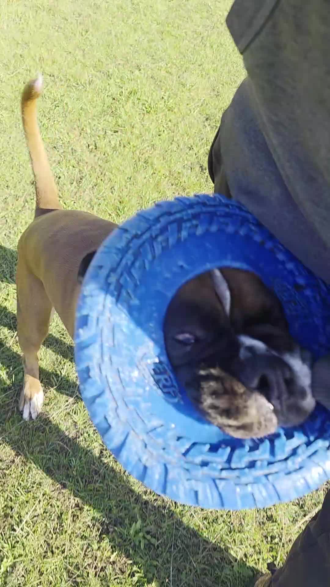 Boxer dogs for stud: First time stud, Bruce in Coulsdon - Video 3