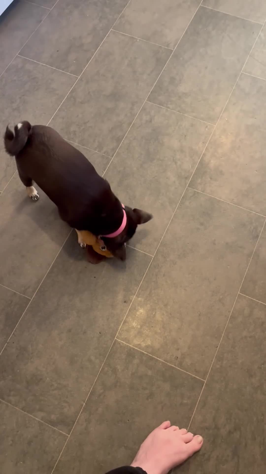 Pug dogs for sale: Tiny pug girl - Video 1