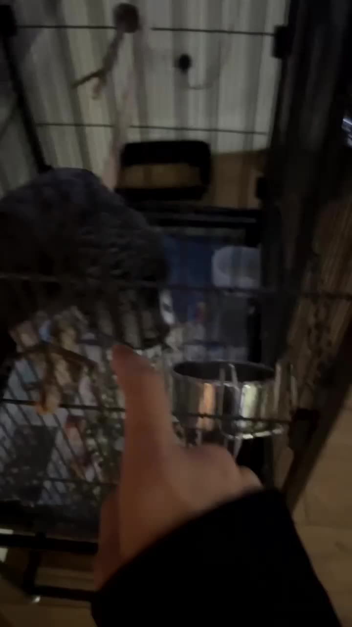 Parrots birds for sale: African grey  - Video 1