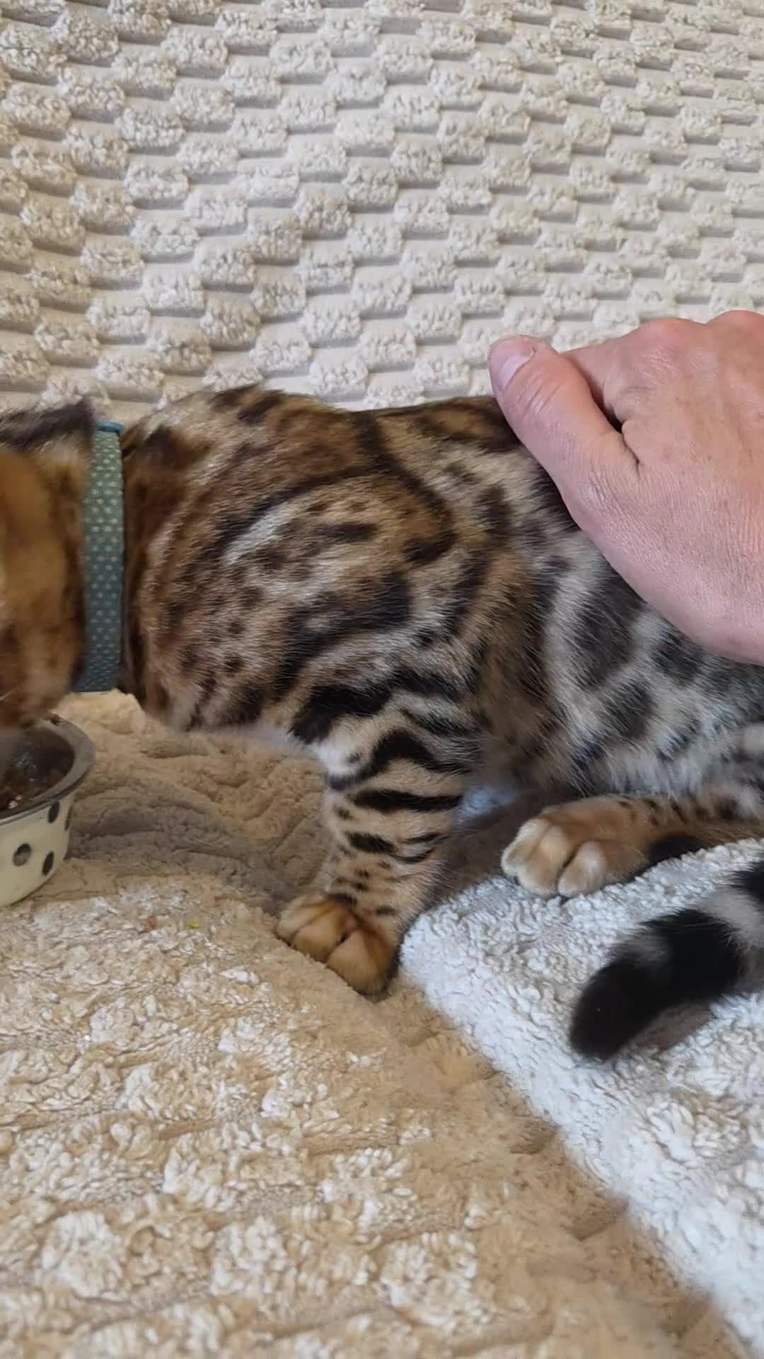 Bengal cats for sale: READY NOW FULL BENGAL KITTENS TICA REGISTERED  in Whitby - Video 2
