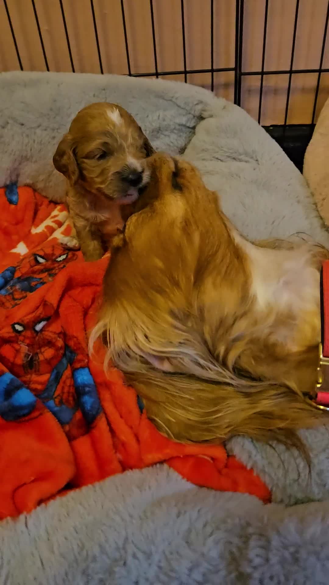 Cockapoo dogs for sale: Cockerpoo  in Leeds - Video 2