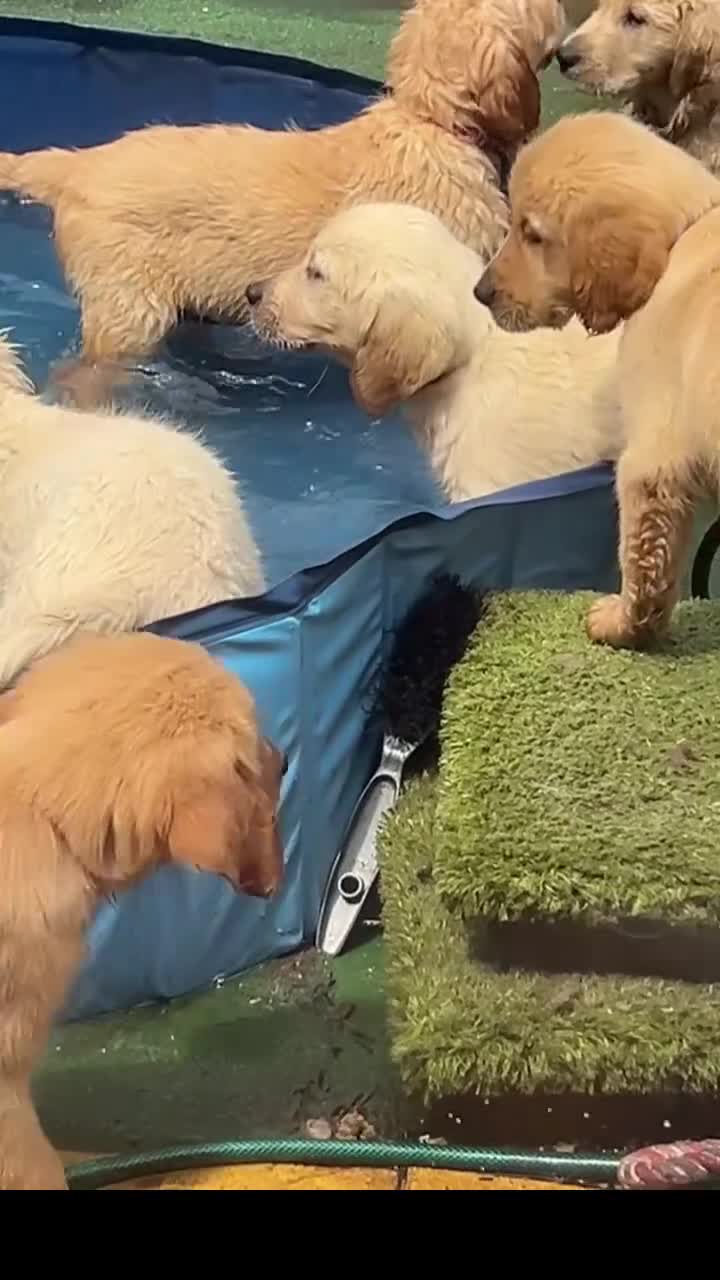 Golden Retriever dogs for sale: Pedigree golden retriever puppies  - Video 2