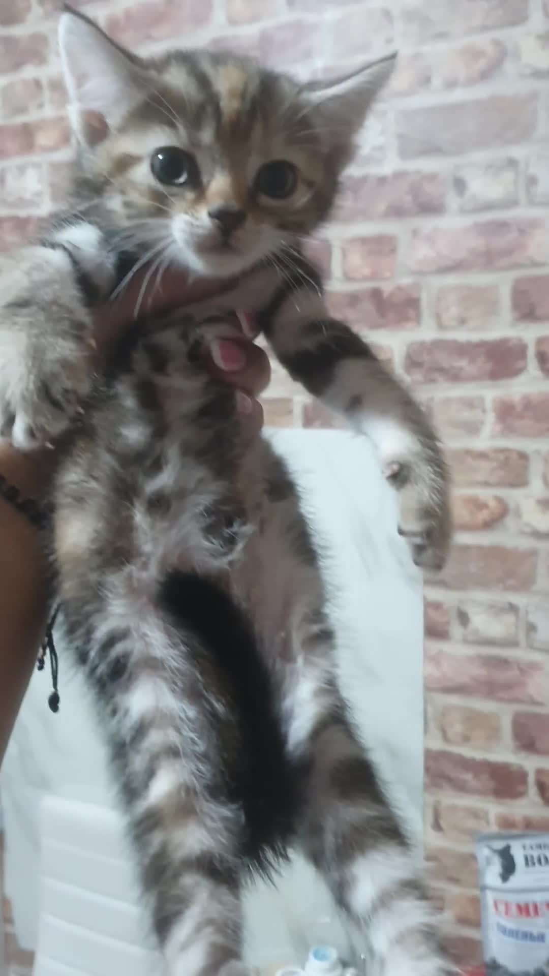 Bengal cats for sale: Davina - Video 1