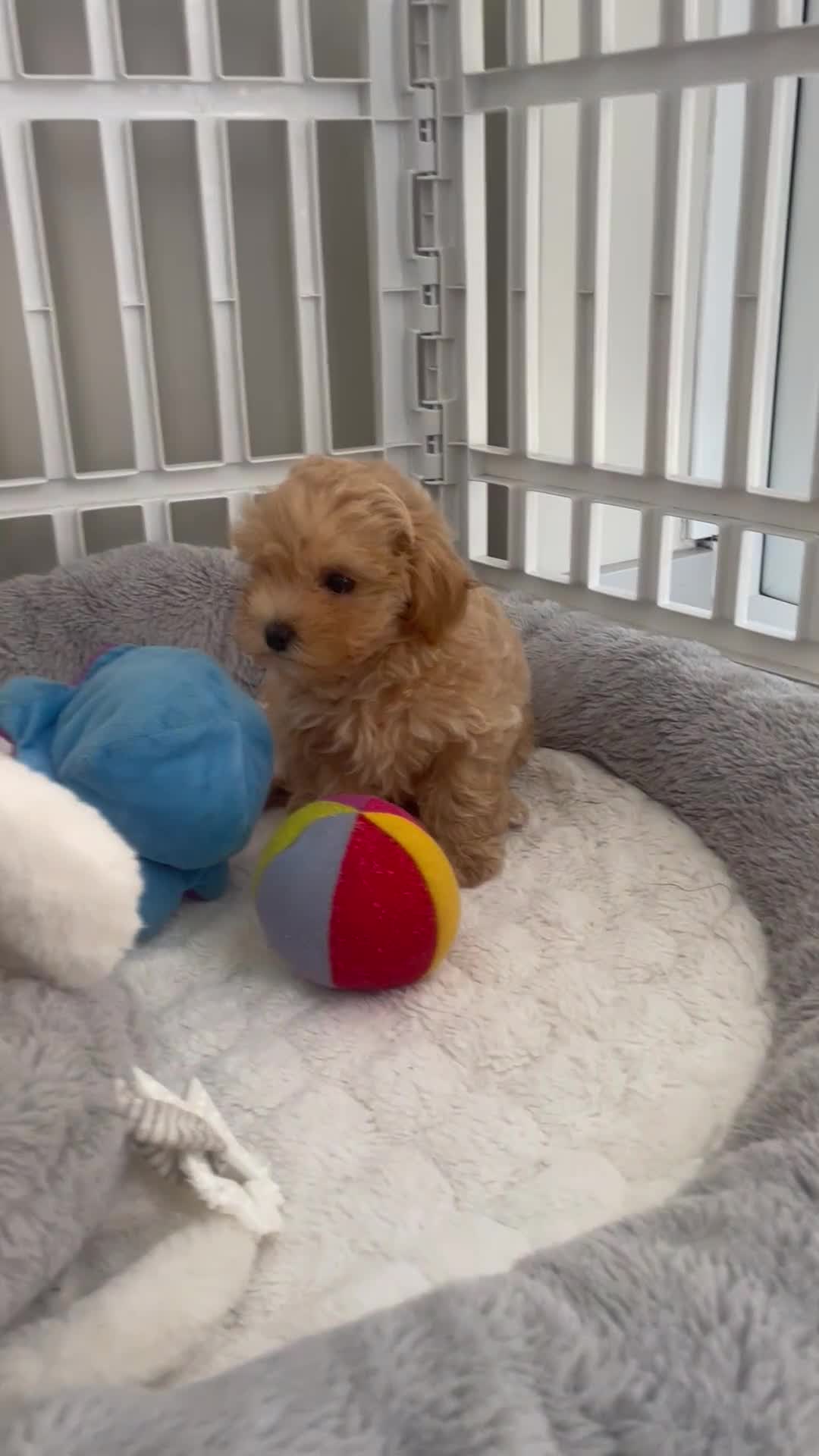 Maltipoo dogs for sale: 🌟Only One Girl Available 🐶 - Video 2