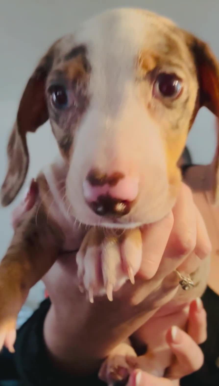 Dachshund dogs for sale: READY NOW KC Mini Dachshund - Video 1
