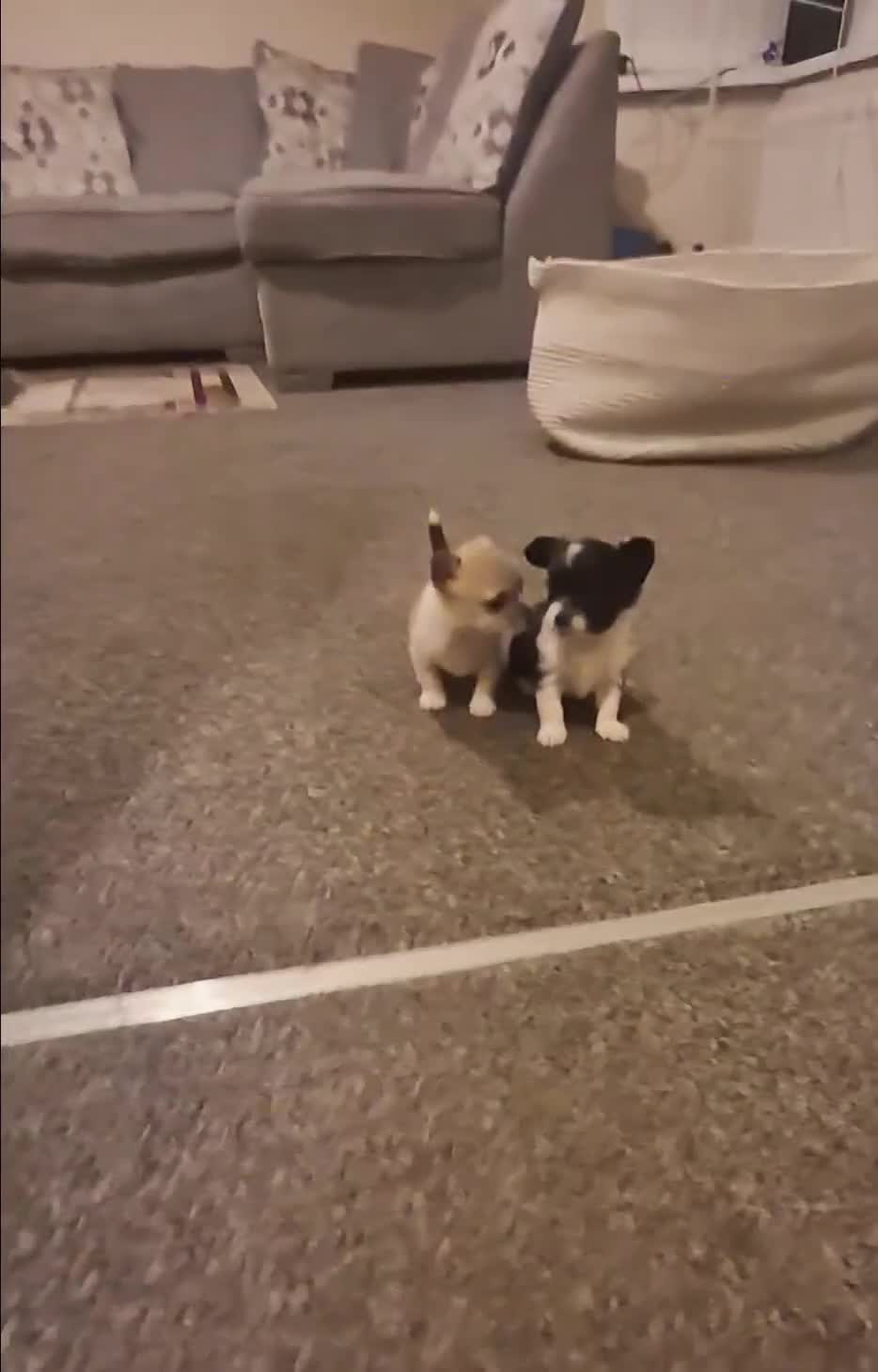 Chihuahua dogs for sale: Small chihuahua puppies  - Video 1