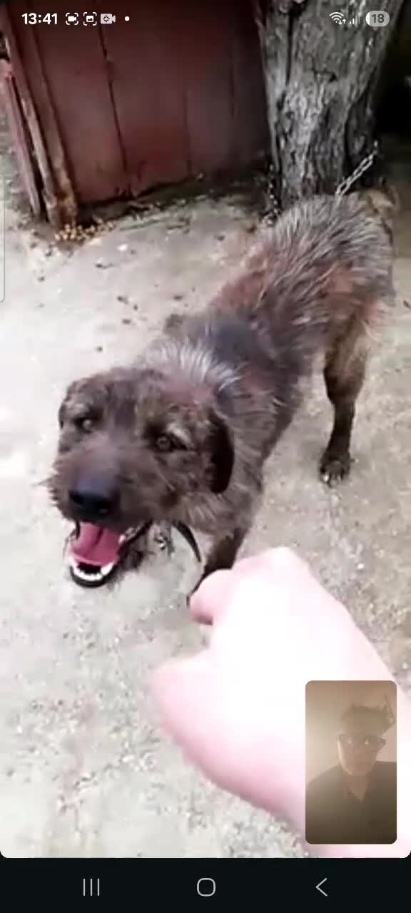 Mixed Breed dogs for adoption: Meet Dutch ❤️‍🩹 - Video 2