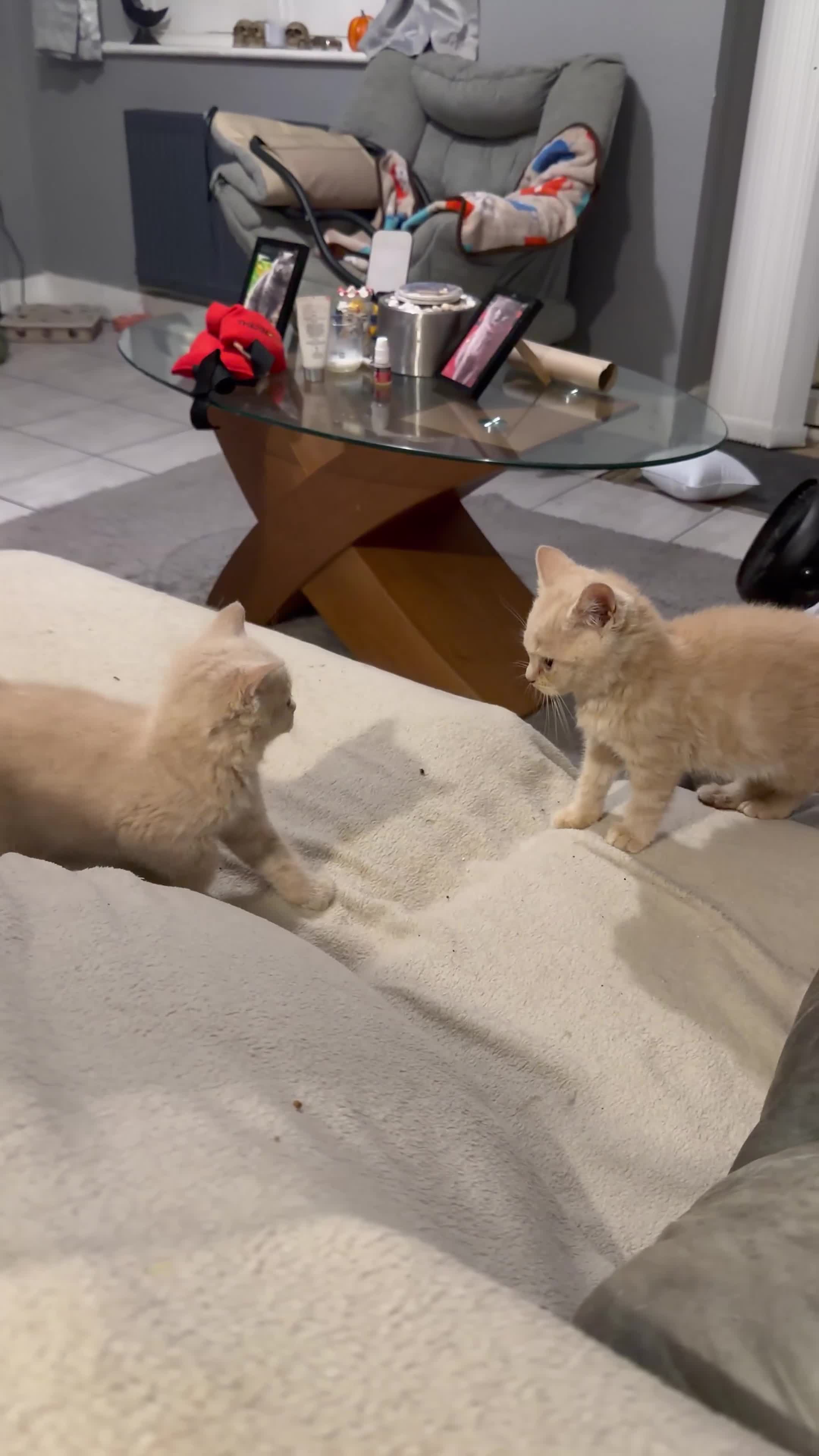 British Shorthair cats for sale: TWO MALE CREAM BRITISH SHORTHAIRS FOR SALE  - Video 1