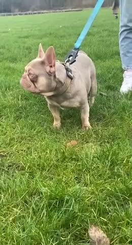 French Bulldog dogs for stud: GHENGHIS HAAN MICRO 🤏NEW SHADE IN THE WORLD in Dewsbury - Video 2