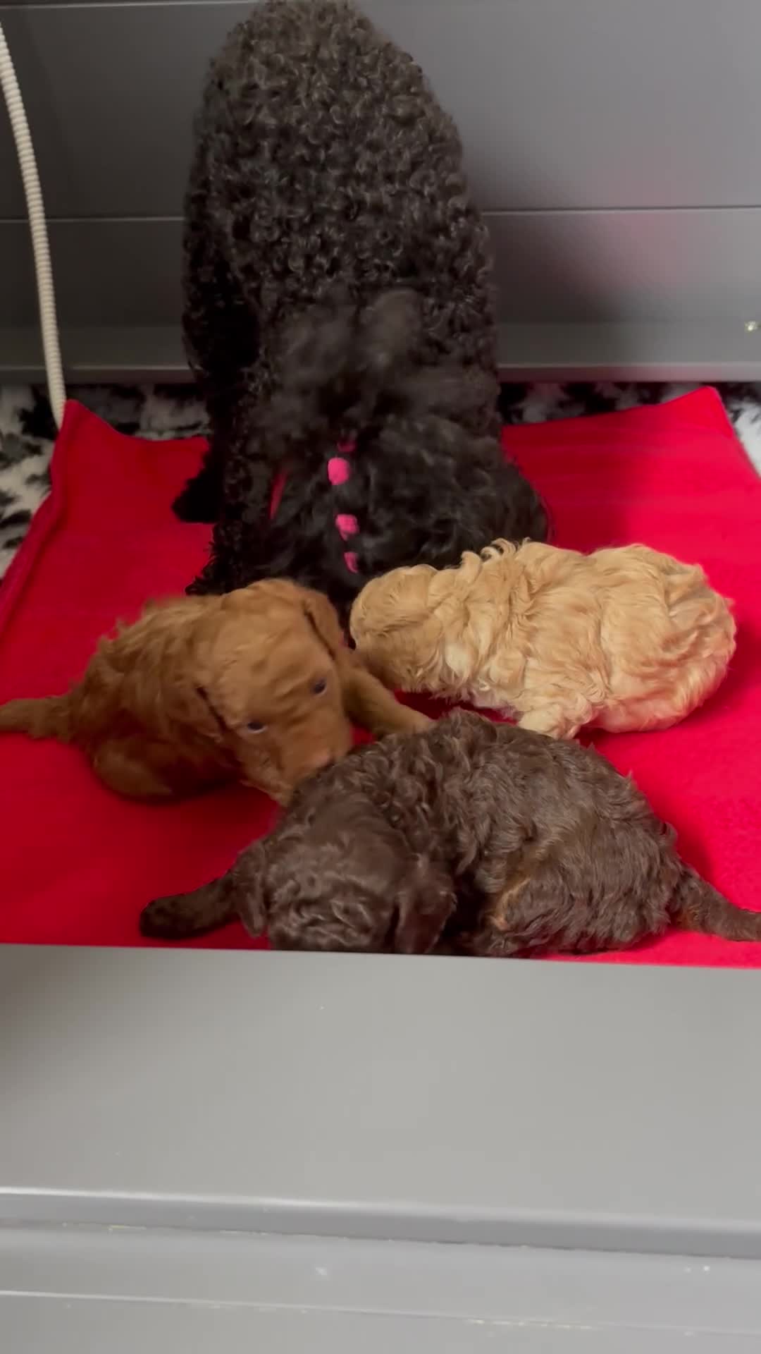 Toy Poodle dogs for sale: RKC Toy poodle in Aberdeen - Video 1