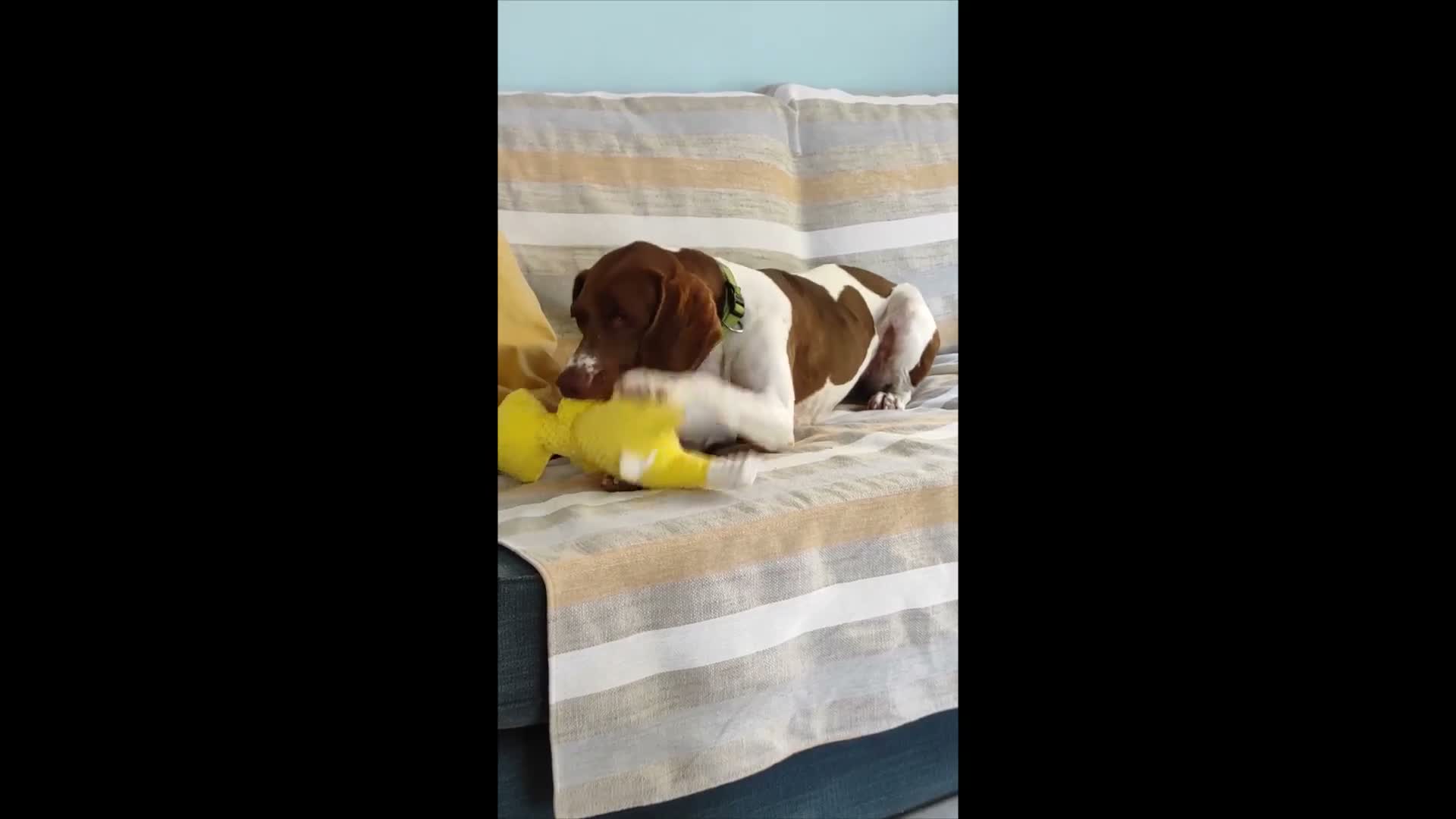 Mixed Breed dogs for adoption: Flora the sweet 4 year old pointer X  in East Grinstead - Video 1