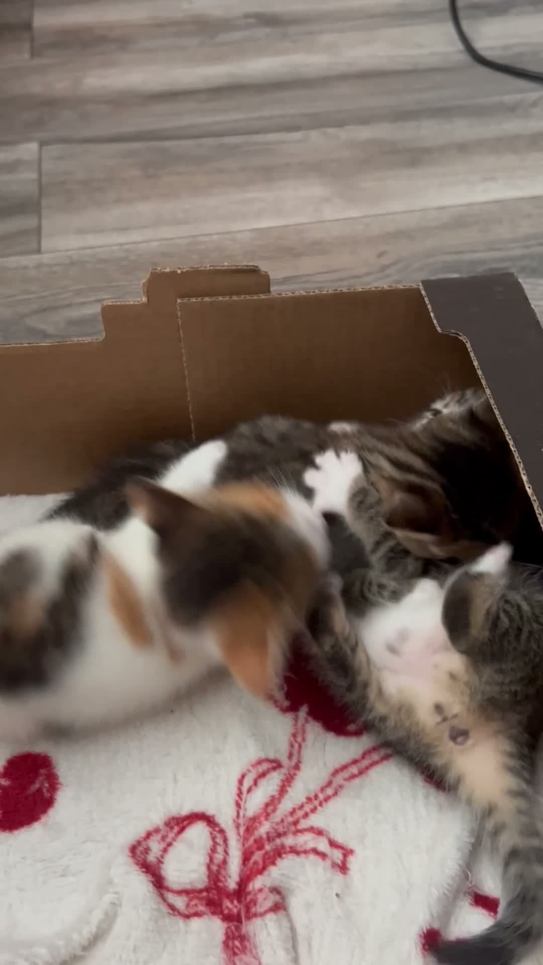 Mixed Breed cats for sale: 3 Adorable Kittens - Video 1