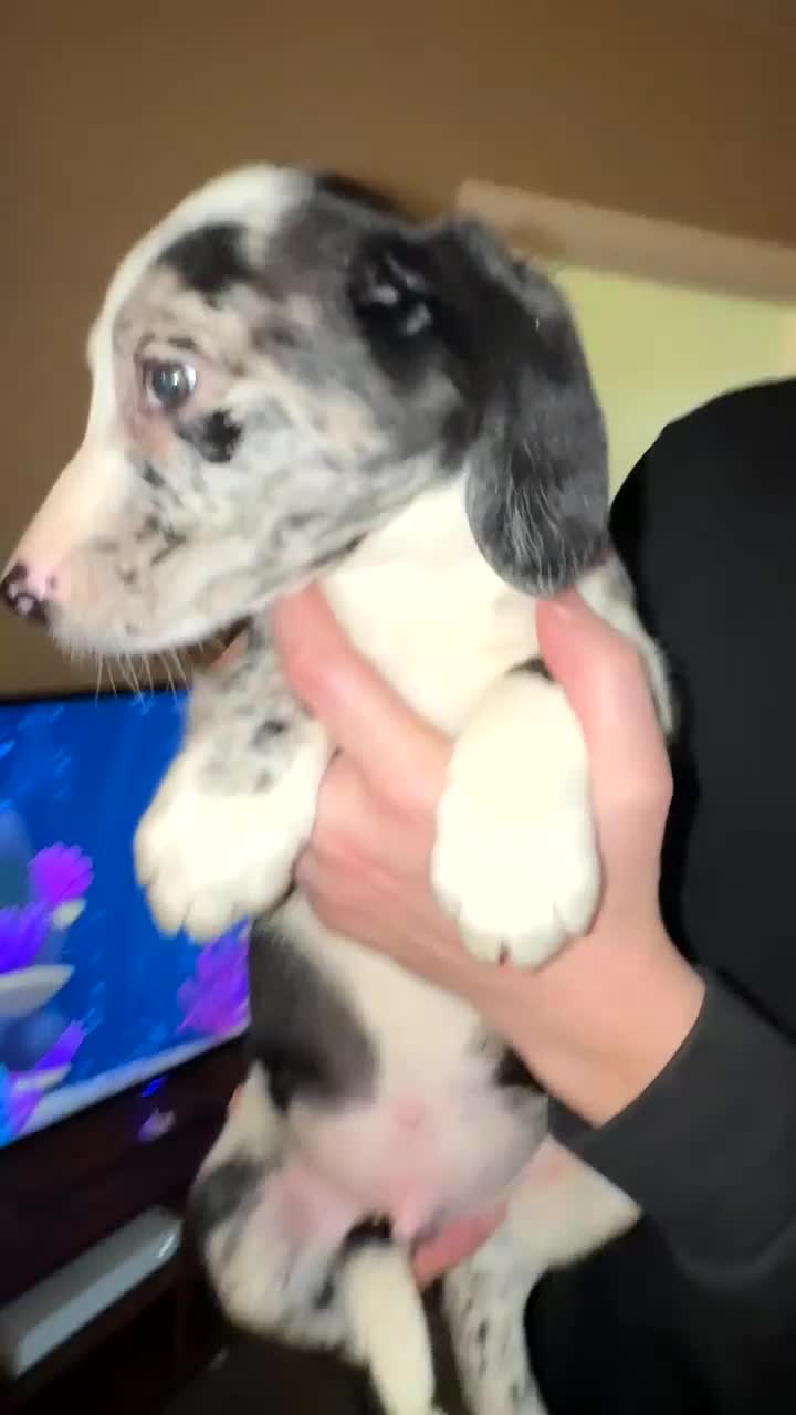 Mixed Breed dogs for sale: 4 Sprollies LEFT 🩶 - Video 2