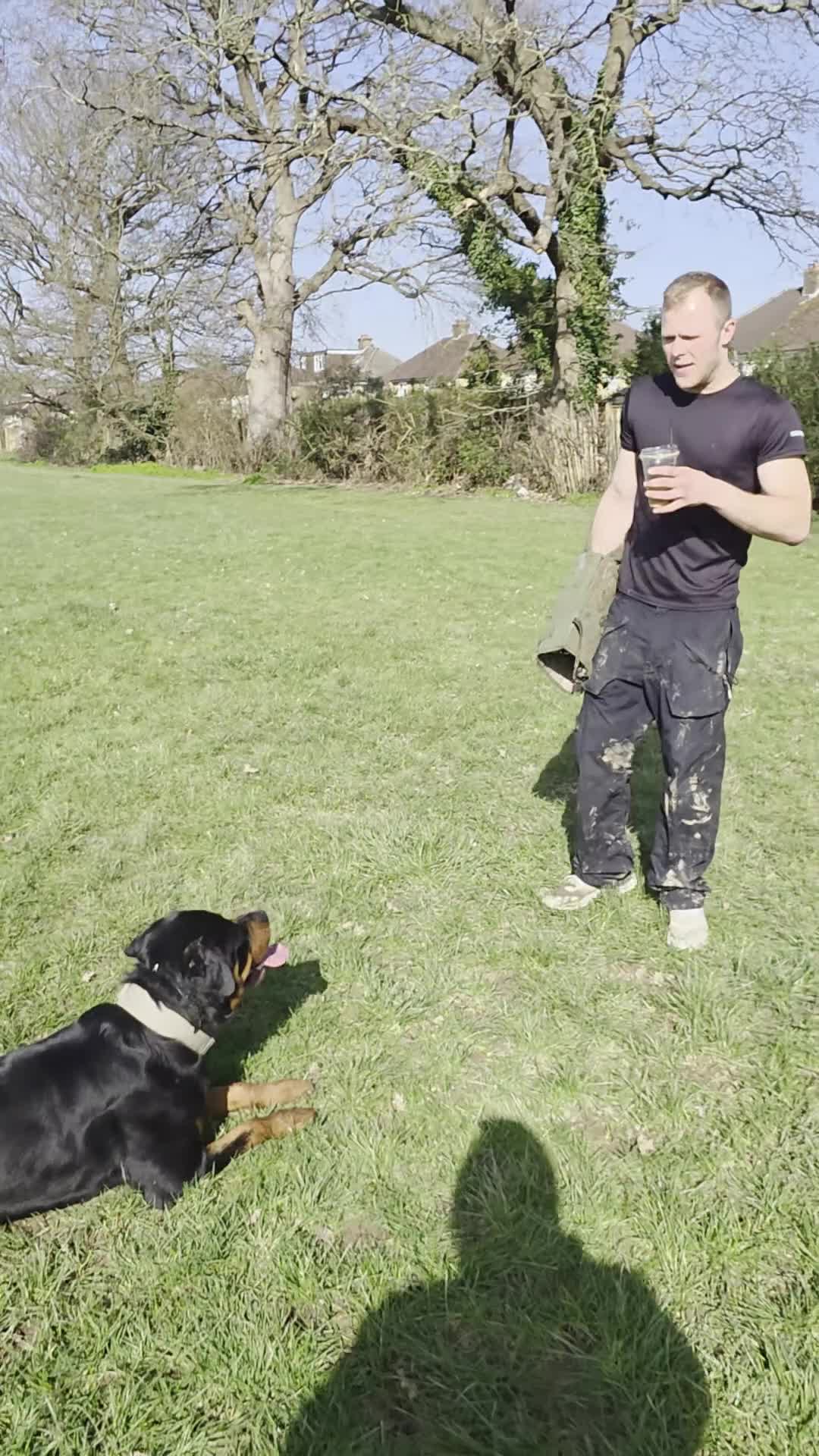 Rottweiler dogs for sale: 2½ Year Old Pure American Rottweiler in Horley - Video 1