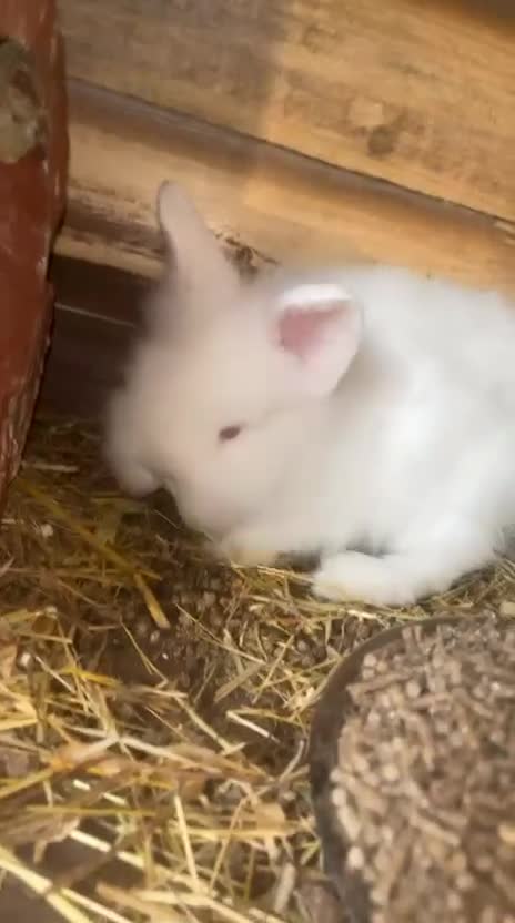 Lionhead rabbits for sale: Female white albino lionhead ready now  - Video 1