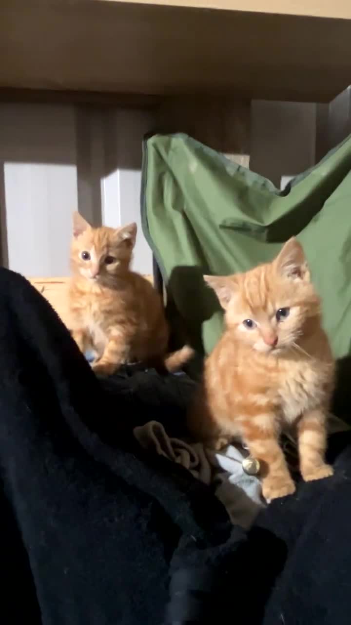 Mixed Breed cats for sale: Beautiful Kittens - Video 2