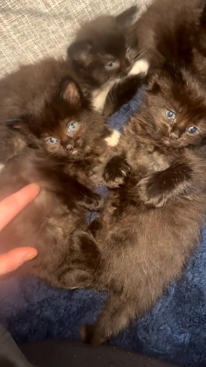 Domestic Shorthair cats for sale: 4 fluffy domestic kittens for sale  - Video 3