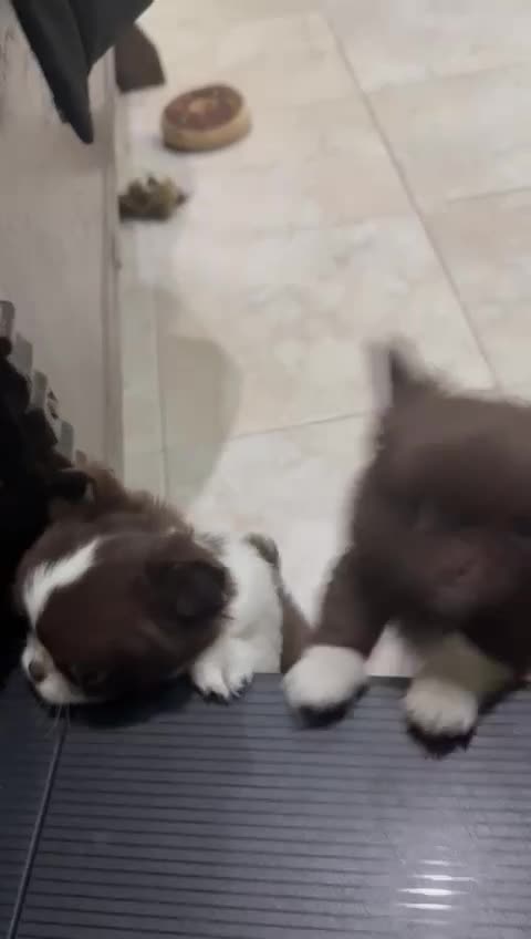 Chihuahua dogs for sale: Russian/Thai Chihuahua  - Video 2