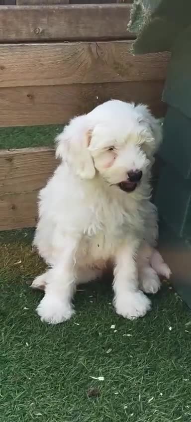 Cockapoo dogs for sale: 💚💚£900 LAST HANDSOME BOY LEFT💚💚 - Video 1