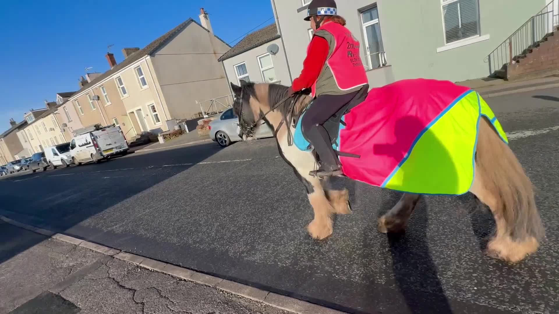 Irish Cob horses for sale: 3 year old gelding  - Video 4