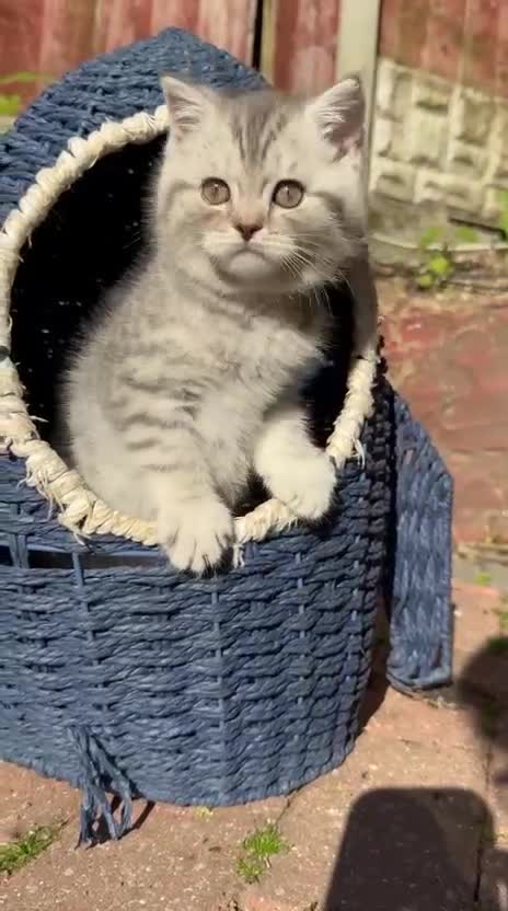 British Shorthair cats for sale: *Ready to leave 2 weeks* GCCF BSH silver tipped  - Video 4