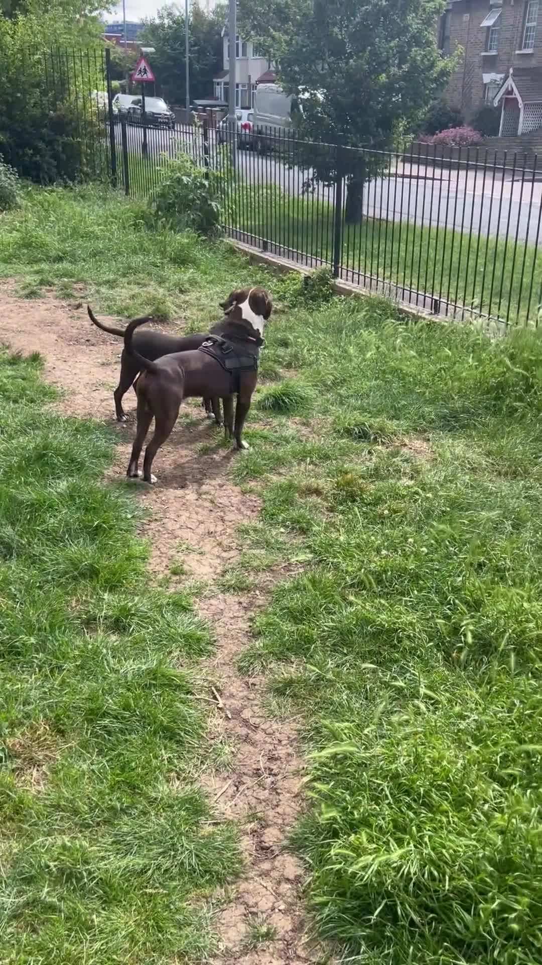 Mixed Breed dogs for sale: Amazing American Staffordshire pups for sell in Woodford Green - Video 1