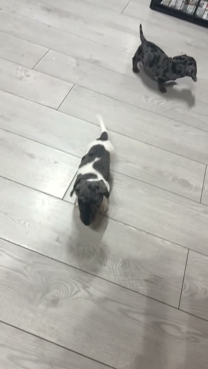 Miniature Dachshund dogs for sale: Miniature Dachshund  - Video 1
