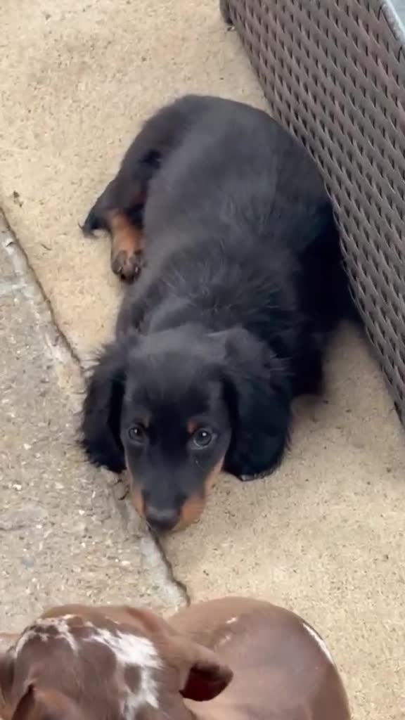 Miniature Dachshund dogs for sale: READY NOW Full Vaccination Dachshund Flufy & Smoth - Video 2