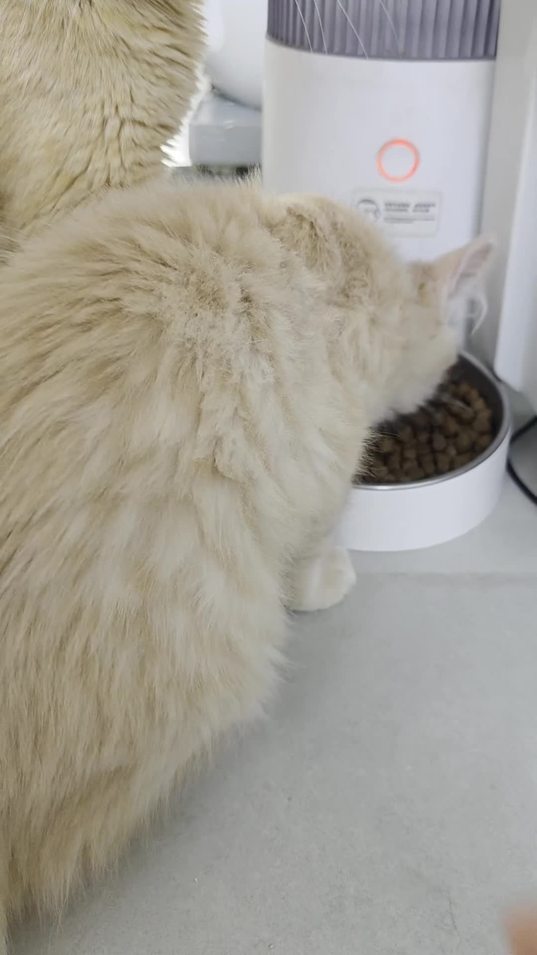Maine Coon cats for sale: Rare Colour 3/4 Maincoon Ragdoll Mix Kitten - Video 1